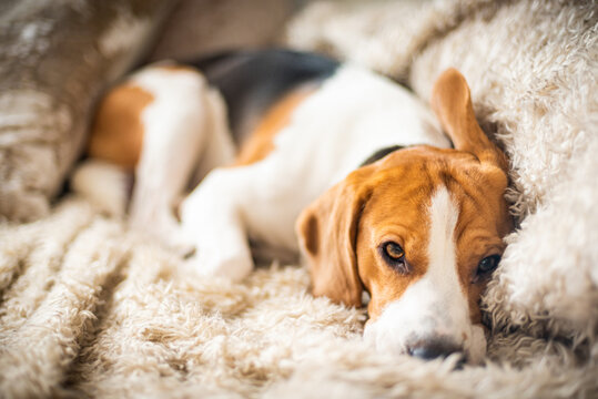 Beagle dog tired sleeps on a cozy sofa in funny position.