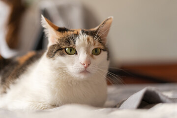 The cat is lying on the bed with an angry expression on its face.