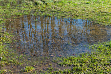 Bäume und Himmel spiegeln sich in einer Pfütze