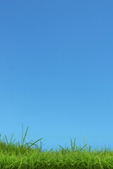 Fototapeta na wymiar Herbe et ciel bleu, espace pour du texte