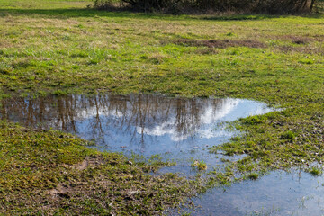 Bäume und Himmel spiegeln sich in einer Pfütze