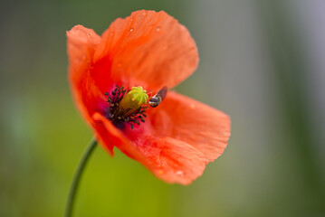 insect collects nectar on the flower of popy