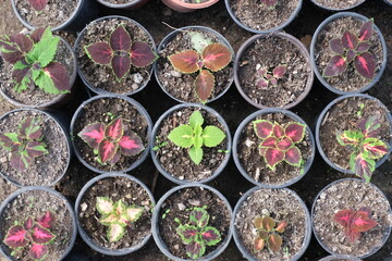 different colorful flowers in pots / houseplants