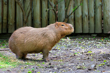 Capybara stands on bare ground and sniffs the surrounding air, Pantanal, Brazil.