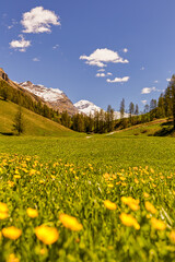 Mountain meadow in Val Fex, Grisons, Switzerland on a sunny afternoon.