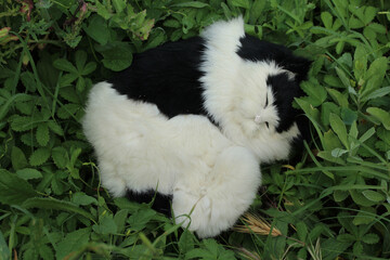 un chat noir et blanc dormant dans un jardin