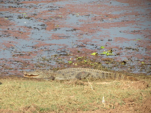 Ranthambore