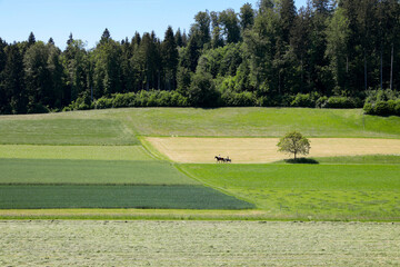 landwirtschaft