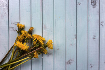 A bouquet of yellow dandelions on a sky-colored wooden background. Still life of flowers on a plank table.