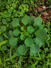 green leaves of a plant