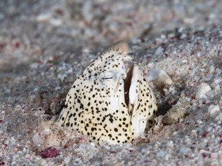 snake eel