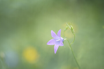 Obraz na płótnie Canvas Wild flower in the meadow Campanula patula 