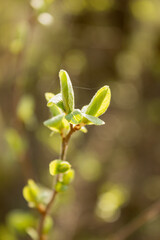 new young leaves bloom in spring on tree branches and bushes. Sunny warm spring weather