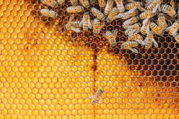 Beautiful orange texture of hexagonal-shaped wax cells build by worker bees. Close-up of a honeycomb frame with busy bees caring for eggs laid by the queen bee. Apiary in Trentino, Italy.