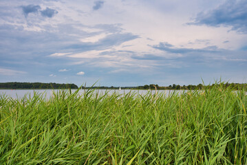 Fototapeta na wymiar Schilf am Ufer eines Sees im Sommer