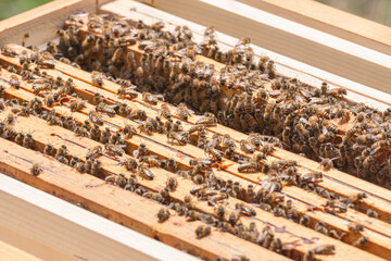 Close-up of kind-natured worker bees on the top of wooden frames in the beehive&rsquo;s brood chamber. Inspection of a hive with carniolan honey bees in a small apiary in Trento, Italy on a warm sunny day