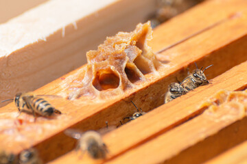 Burr comb built by worker bees on the top of a wooden frame in the beehive’s brood chamber. Inspection of a hive with carniolan honey bees in a small apiary in Trento, Italy on a warm sunny day