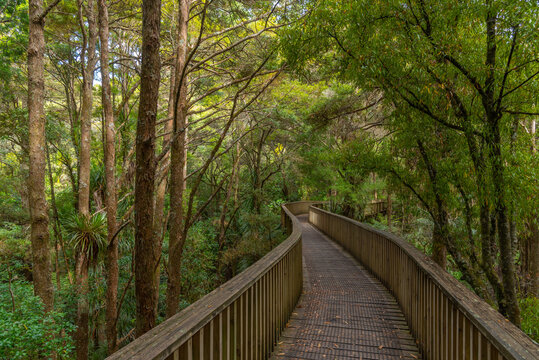 A. H. Reed Memorial Kauri Park at Whangarei, New Zealand