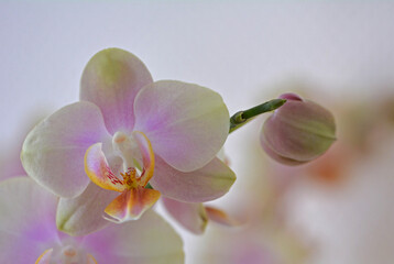 Obraz premium Orchidée