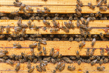 Close-up of kind-natured worker bees on the top of wooden frames in the beehive’s brood chamber. Inspection of a hive with carniolan honey bees in a small apiary in Trento, Italy on a warm sunny day