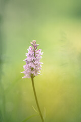 Pink flower on green background