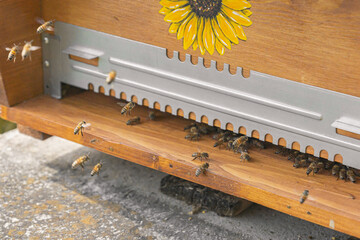 Close-up of kind-natured working bees at the entrance of a beehive. Inspection of a hive with carniolan honey bees in a small apiary in Trento, Italy on a warm sunny day.