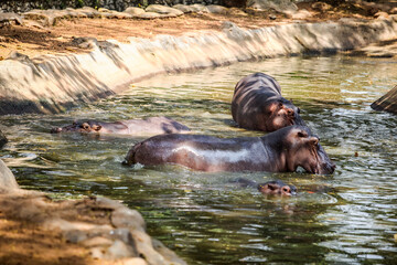 four big adult brown hippopotamus swimming in green pond water in zoo