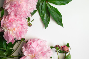 Peony Flat lay. Beautiful peony flower for any holiday. Greeting card
