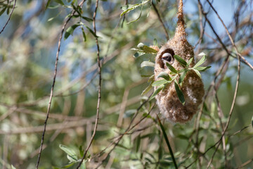 Pájaro moscón europeo, en el interior de su nido en construcción. Remiz pendulinus.