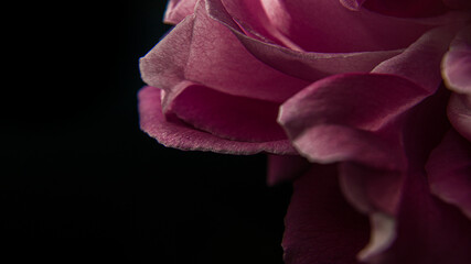 Pink rose and petals whit black background