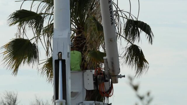 A worker trimming a palm tree from a bucket truck
