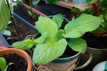 boretsch grows in a pot on a terrace