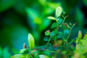 fresh green blueberries growing on a bush unripe