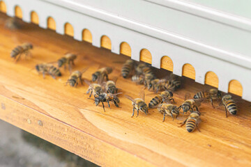 Close-up of kind-natured working bees at the entrance of a beehive. Inspection of a hive with carniolan honey bees in a small apiary in Trento, Italy on a warm sunny day.