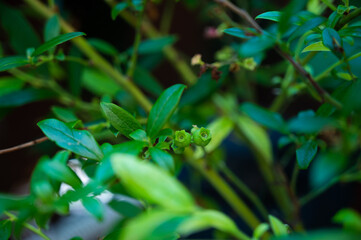 fresh green blueberries growing on a bush unripe