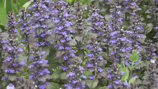 Bugle - Ajuga reptans Mass of flowers in long grass. Close up blue spring flowers on blurred background. Ajuga reptans. Carpet bugleweed, Shot in 4K UHD