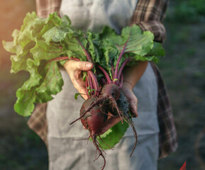 Farmers holding fresh beetroot in hands on farm at sunset. Woman hands holding freshly bunch...