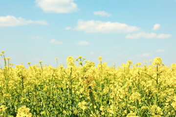Beautiful rapeseed field. Amazing spring nature. Photo outdoor