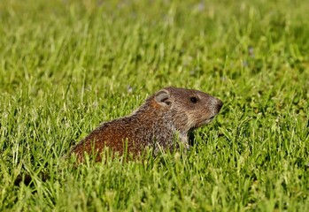 
The Groundhog on wildlife and conservation area	