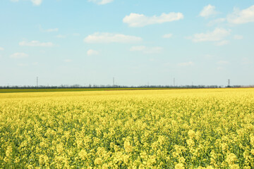 Beautiful rapeseed field. Amazing spring nature. Photo outdoor