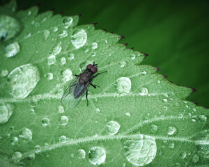 fly on leaf macro 
fly drops