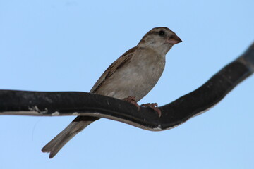 closeup of a sparrow