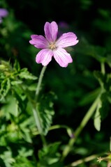 Close-up photography of a wild geranium