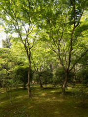 Fototapeta na wymiar Jardines del Templo Gingaku-ji, en Kioto, Japón