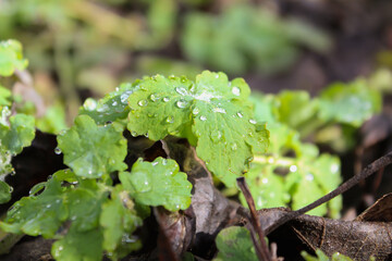 drop of dew on a sheet of grass in spring flowers in the sun. warm weather