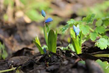 a snowdrop, primrose or prolisque bloomed in the spring in the forest in a sunny meadow