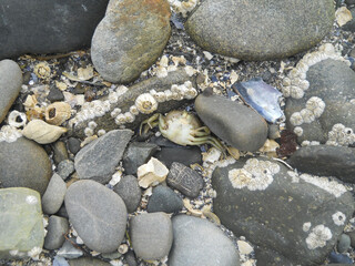 Crab Winter Harbor Maine Summer Rocks Shore Ocean Barnacles