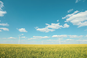 Fototapeta na wymiar Beautiful rapeseed field with windmills against blue sky