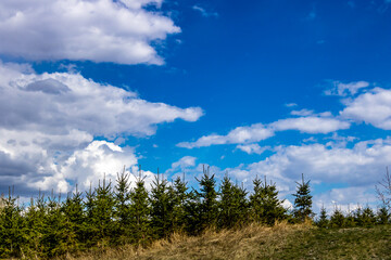 Fluffy clouds and pine trees. Fish Creek Provincial Park. Alberta, Canada
