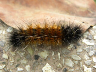 Brown and black color hairy caterpillar